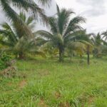 Prime Property Hummingbird Highway