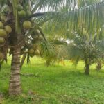 Prime Property Hummingbird Highway